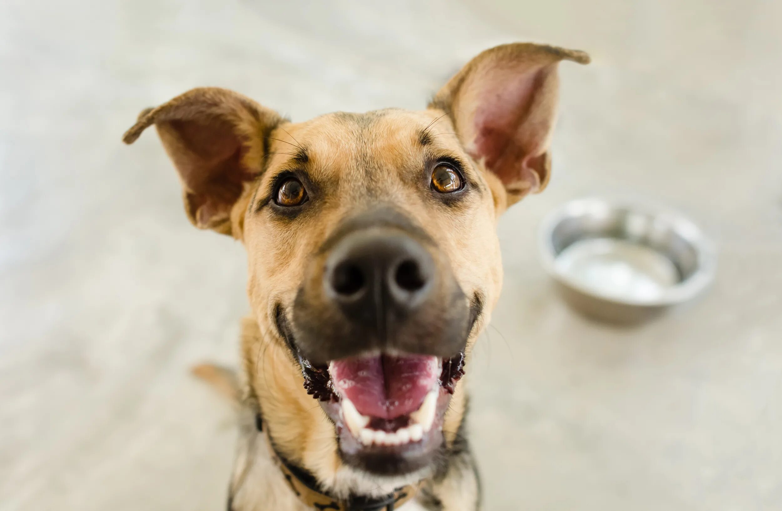 Elke vogelsang собаки. Веселая собака. Чихание собаки. Счастливая собака. Excited dog.