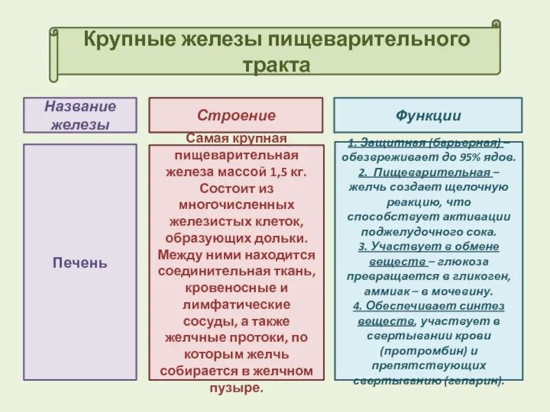 Крупные пищеварительные железы. Пищеварительные железы таблица. Назовите крупные пищеварительные железы. Крупные железы пищеварительного тракта. Строение и функции пищеварительных желез