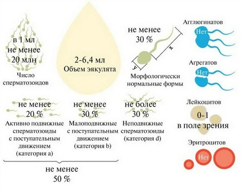 Нормальные показатели спермограммы. Количество сперматозоидов. Показатели спермограммы здорового мужчины. Максимальное количество сперматозоидов. Что будет если кончить в мужчину