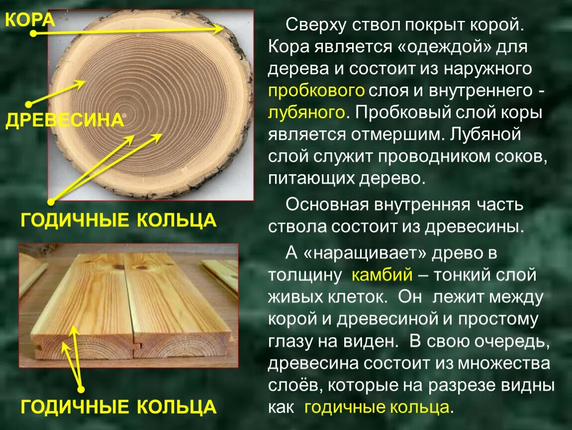 Примеры среза. Слои древесины. Пробковый слой древесины. Годичные кольца древесины. Древесина конструкционный материал.