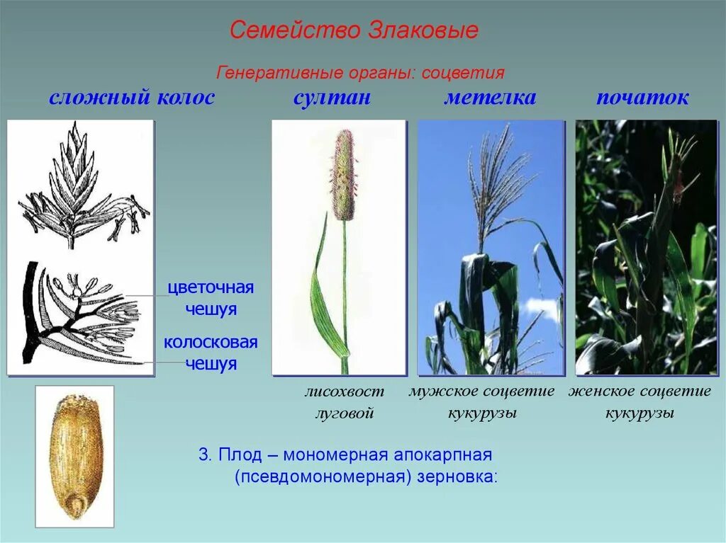 Органы злаковых. Злаковые Мятликовые строение. Семейство злаки Мятликовые плод. Строение пшеницы семейство злаковых. Класс Однодольные семейство злаковые.