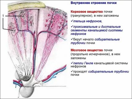 Строение коркового вещества