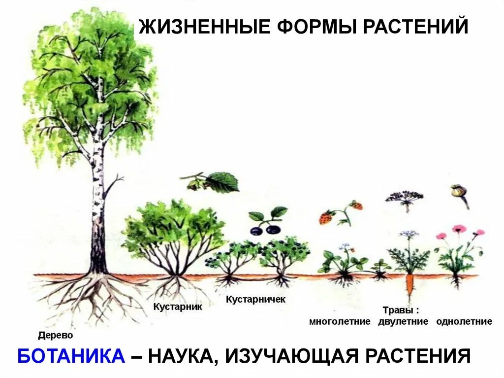 Растения разных жизненных