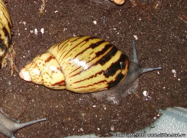 Улитка Зебра Архахатина. Archachatina camerunensis. Архахатина тигр. Архахатина камеруненсис.