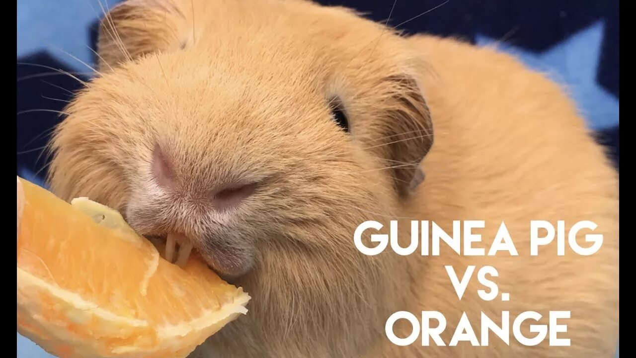 Could i have orange