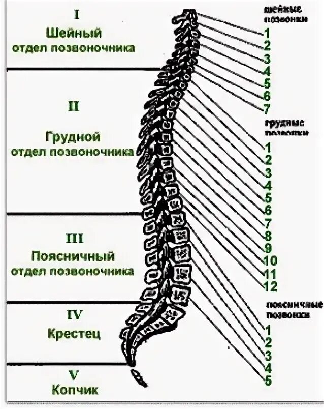 Отделы позвоночника у простейших. Схема позвонков грудного отдела позвоночника. Схема позвонков человека нумерация. Позвоночник человека схема позвонков. Строение поясничного отдела позвоночника.