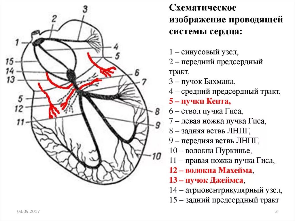 Пучок пуркинье. Проводящая система сердца патологические пучки. Схема строения проводящей системы сердца. Проводящая система сердца схема с ЭКГ. Проводящая система сердца анатомия пучок Гиса.