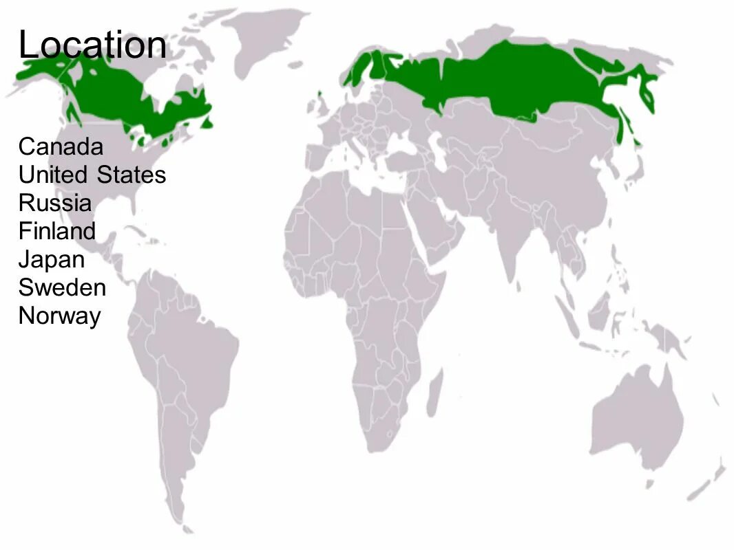 Страны без лесов. Географическое положение тайги на карте. Расположение тайги в Евразии. Зона тайги в Евразии на карте.
