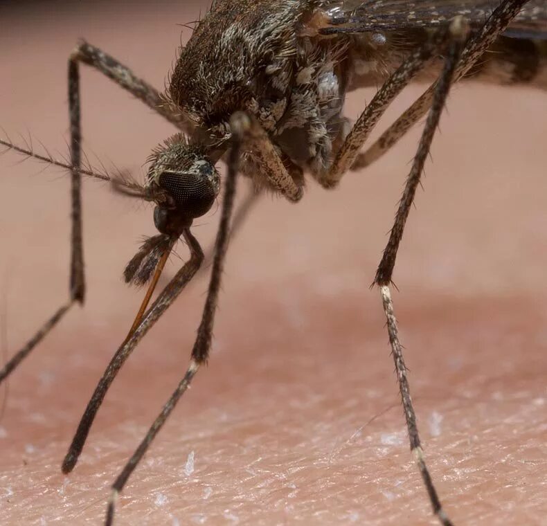 Укус клопа комара мошки. Комар японского энцефалита. Aedes aegypti комар. Aedes albopictus комар. Австралийский москит.