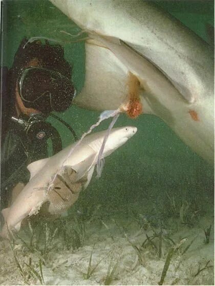 Акулы живородящие или нет. Размножение акул.