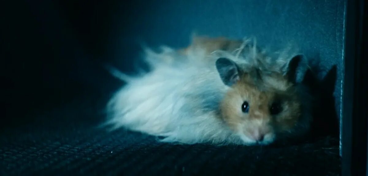 Крутой хомяк. Супер хомяк. Лютый хомяк. Hamster criminal 1 час. Hamster criminal 1 час.