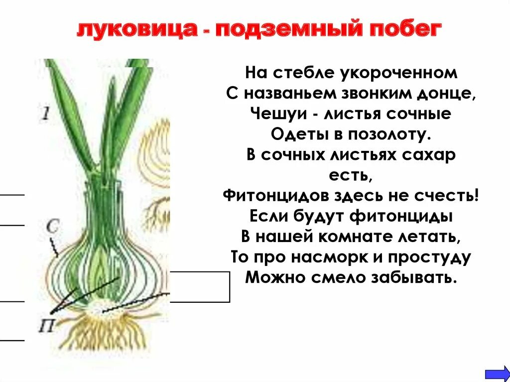 У картофеля образуются укороченные подземные побеги округлой. Видоизмененные подземные побеги. Видо измененые подземные побеги. Строение подземных побегов. Клубень подземный побег.