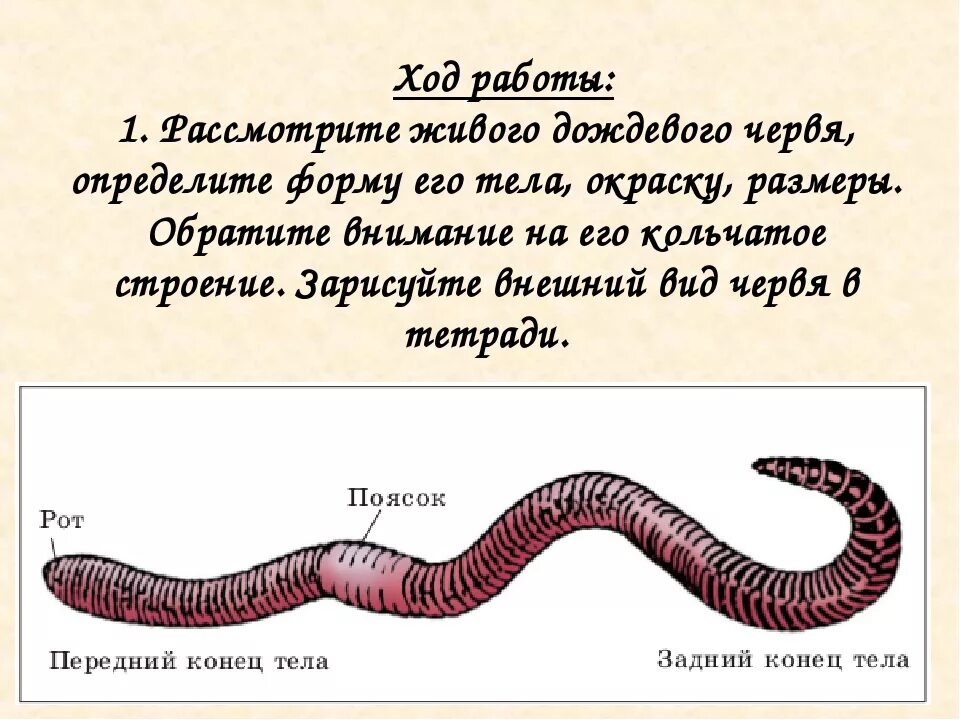 Из чего состоит червь. Части внешнего строения дождевого червя. Кольчатые черви отделы тела. Внешнее строение тела дождевого червя. Внешний вид дождевого червя и основные части его тела.