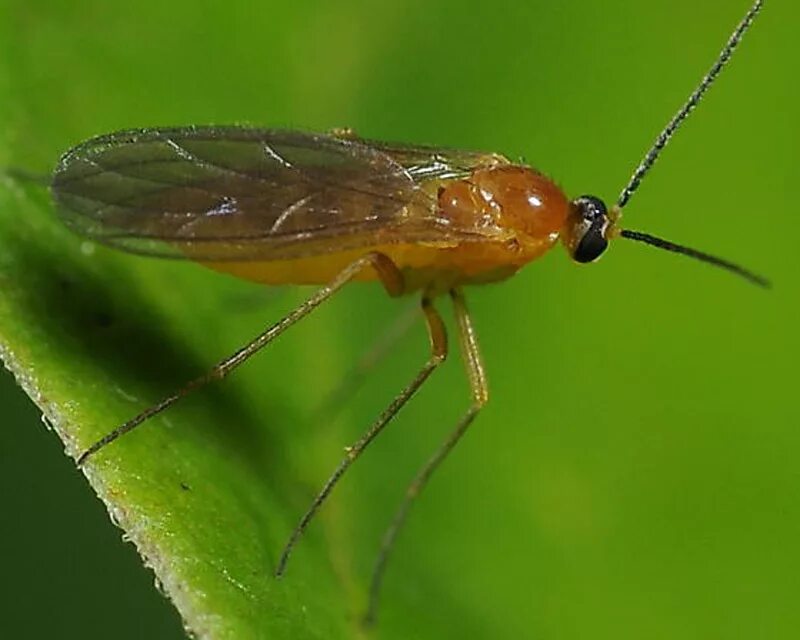 Земляная мушка. Огуречный комарик. Bradysia brunnipes. Огуречный комарик личинка. "Bradysia brunnipes" огуречный комарик.