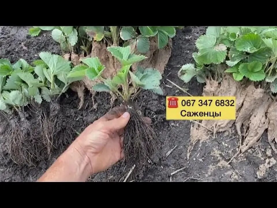 Дачник купил а саженцев клубники