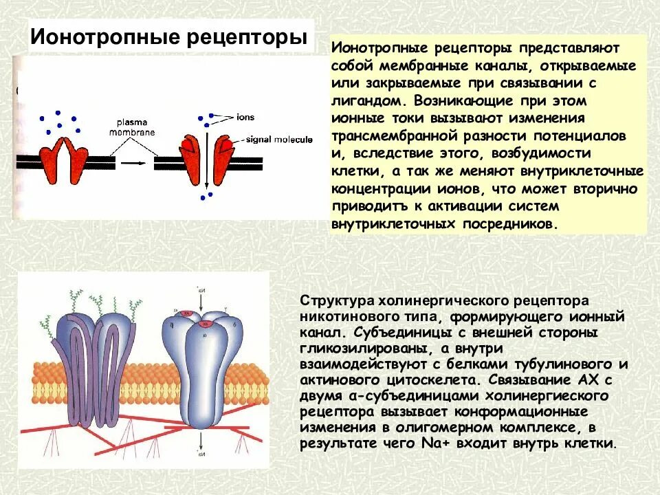 Строение мембраны рецептор мембраны. Структура рецептора. Что значит рецептор. Рецепторы гормонов биохимия. Рецепторы примеры.