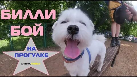 Видео билли бой