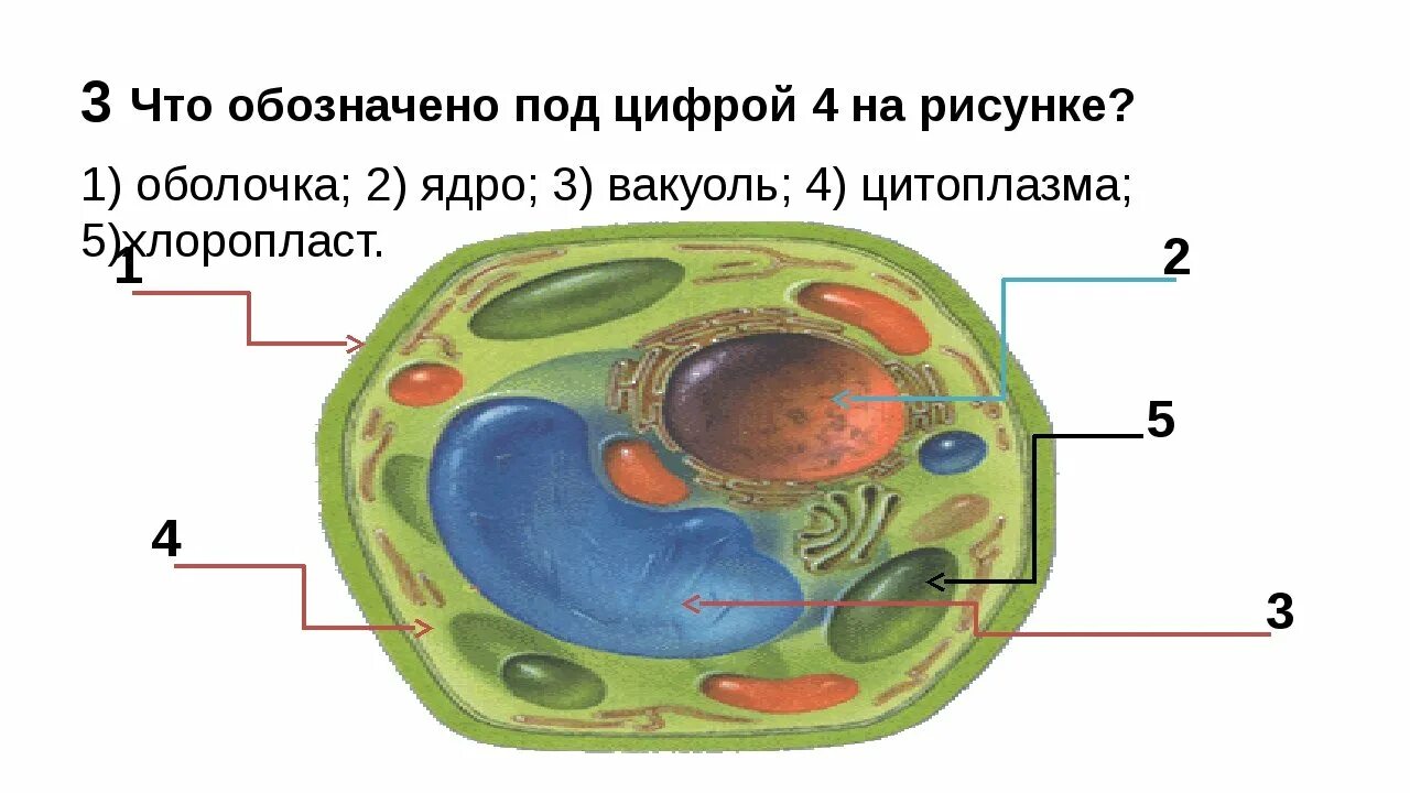 Живая клетка 5 класс биология. Модель растительной клетки 6 класс биология. Модель строение растительной клетки биология 6 класс. Строение живой и растительной клетки 5 класс биология. Структура клетки растения 5 класс биология.