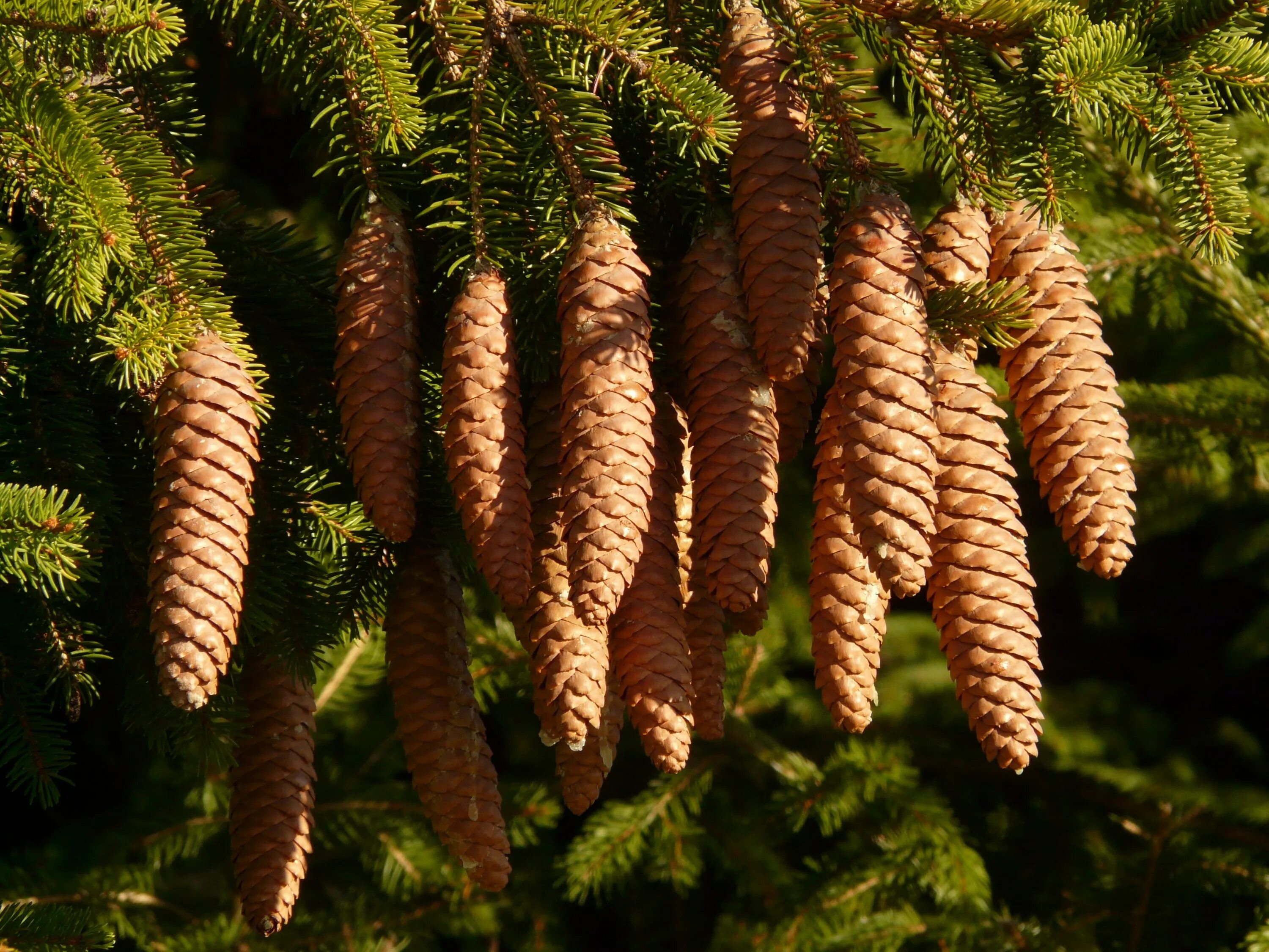 Ель Сибирская Picea obovata. Ель корейская (Picea koraiensis). 2. Ель европейская (Pícea Abies). Пихта Нумидийская. Купить семена хвойных