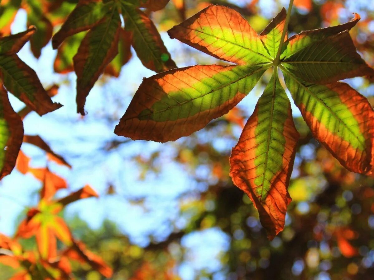 Осенний лист конского каштана. Листья каштана осенью. Конский каштан листья осенью. Каштан конский осенью.