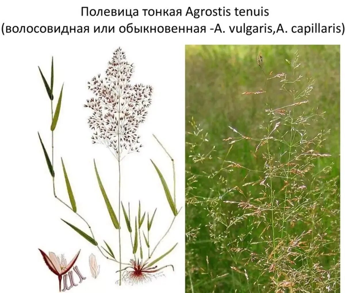 Полевица тонкая обыкновенная