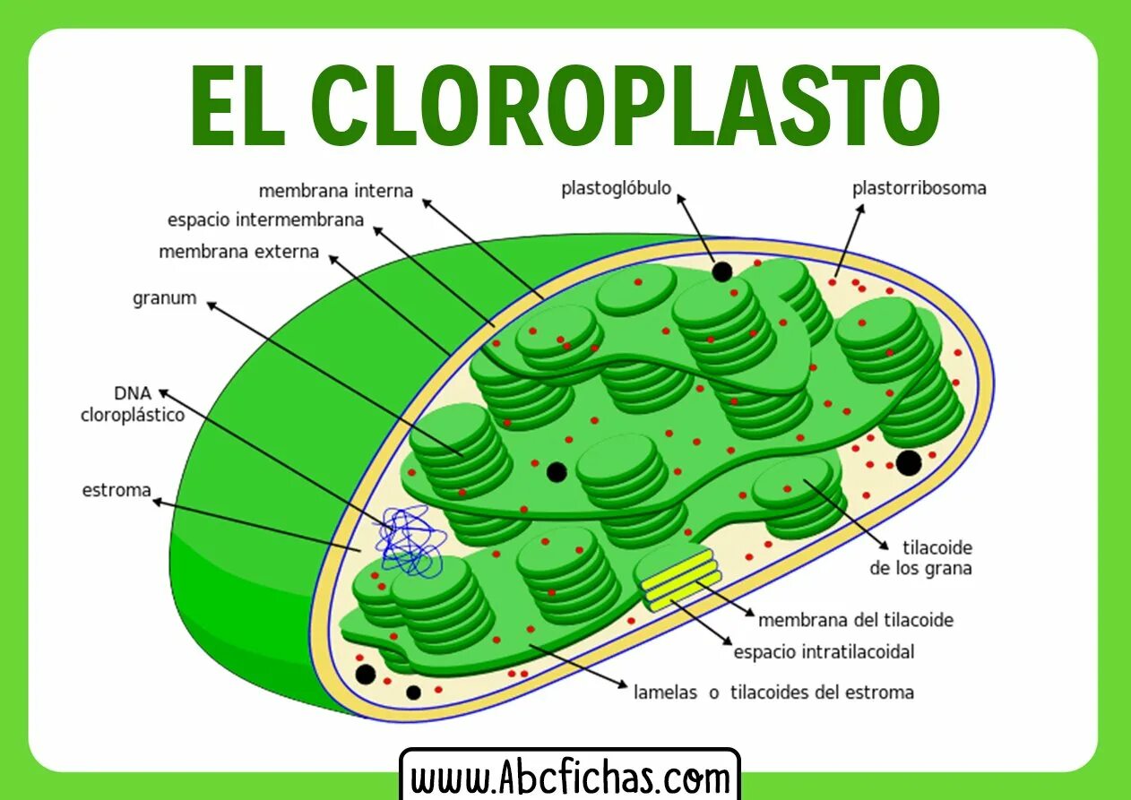 Клетки содержат пластиды растения или бактерии. Строение хлоропласта Ламелла. Строма хлоропласта фотосинтез. Фотосинтез в хлоропластах. Ультраструктура хлоропластов.