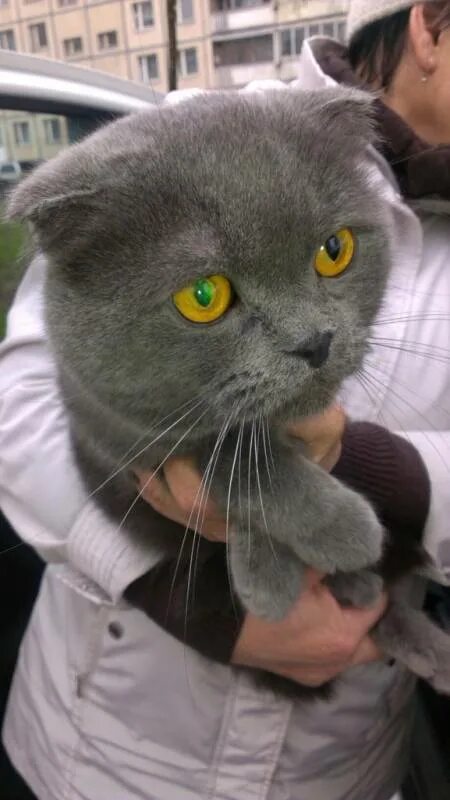 кот британец серый купить в валуйках. митинская кошка. курдюк у британского кота. потерялся кот британец вышка 2. найденные коты в минске.