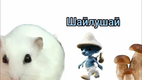 Как выглядит шайлушай