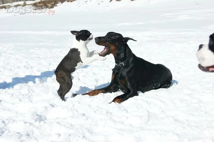 закрой рот собака. закрой рот собака. собака хаски. морда собаки. хаски смешные.