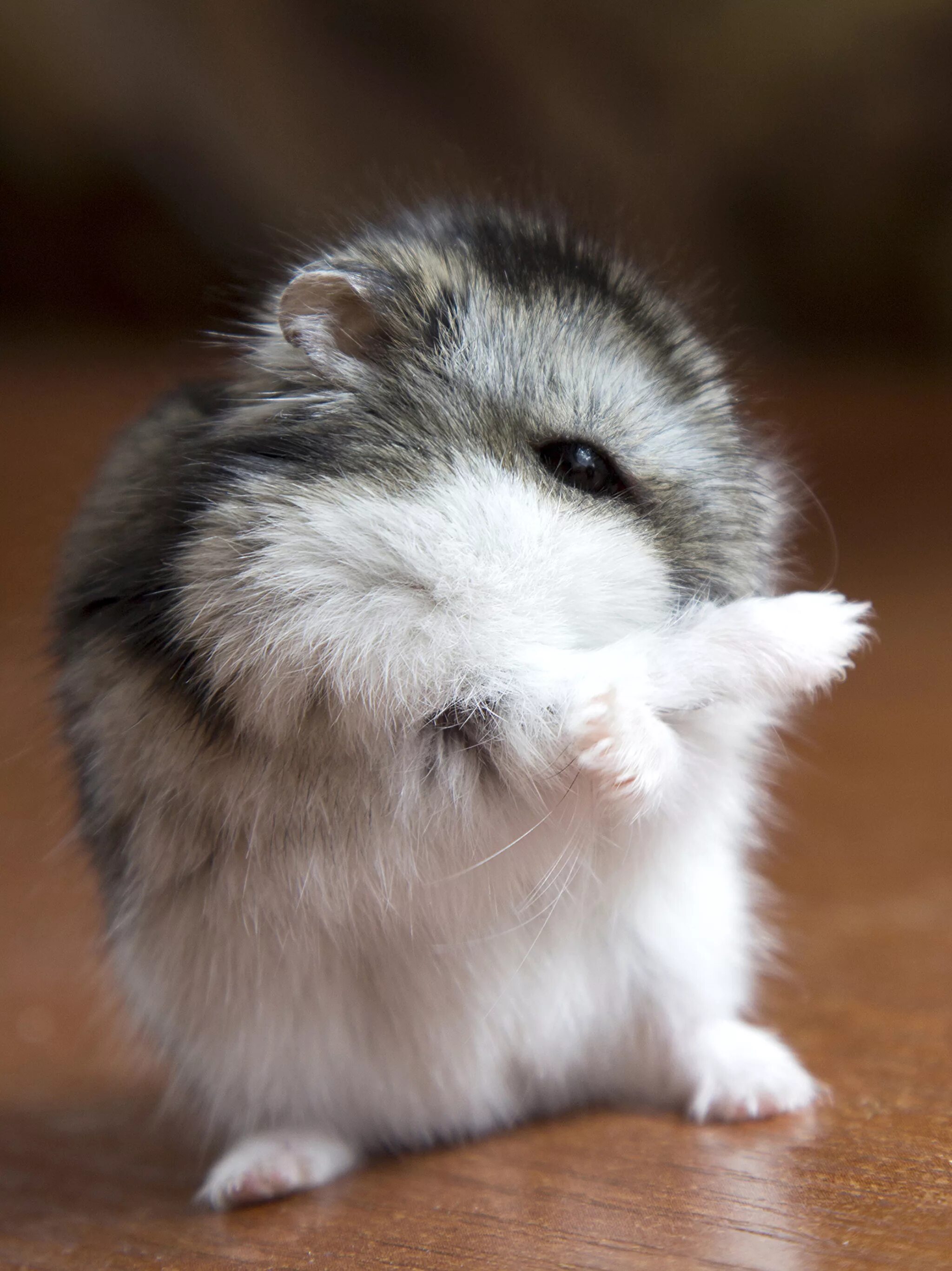 Сирийский карликовый хомяк. Самые милые хомячки. Хомяк сирийский. Сирийский карликовый хомяк. Забавные хомячки.