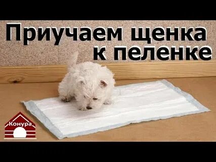 Как приучить собаку ходить на пеленку дома