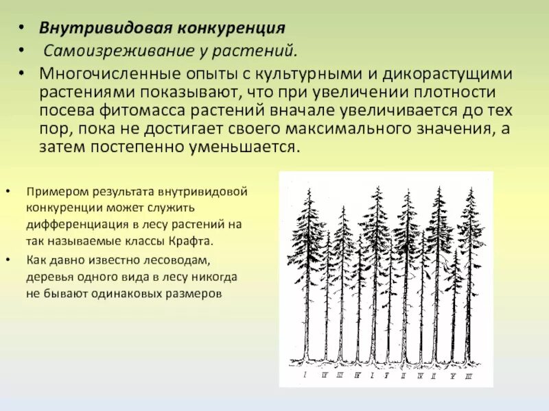 Внутривидовая конкуренция среди растений. Внутривидоваяконгкуренция. Внутри видавая конкуренция. Внитривидоваяконкуренция примеры. Конкуренция есть результат