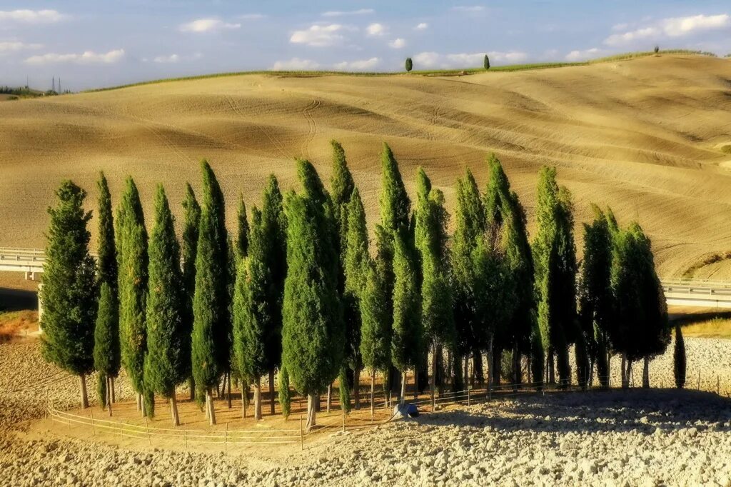 Кипарис что это. Кипарис сахарский. Кипарис - Cupressus. Кипарис в Израиле. Кипарис вечнозеленый пирамидальный.