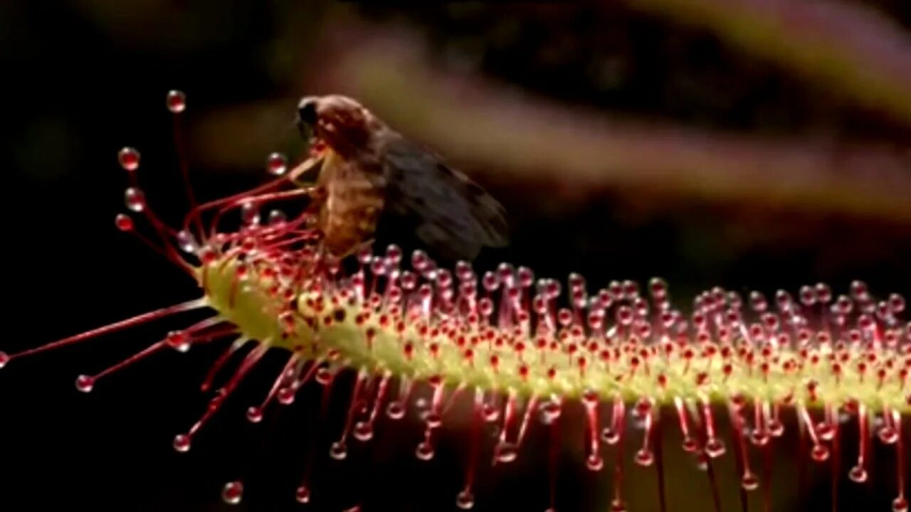 Карбоновый полигон росянка. Drosera aliciae. Росянка капская белая. Цветок росянка мухоловка. Росянка это паразит.