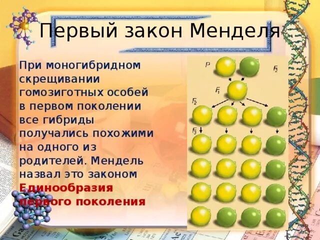 Моногибридное скрещивание схема скрещивания. Расскажите об опытах менделя по моногибридному скрещиванию. Моногибридное и дигибридное скрещивание. Моногибридное скрещивание первый опыт менделя. Расскажите об опытах менделя по моногибридному скрещиванию.
