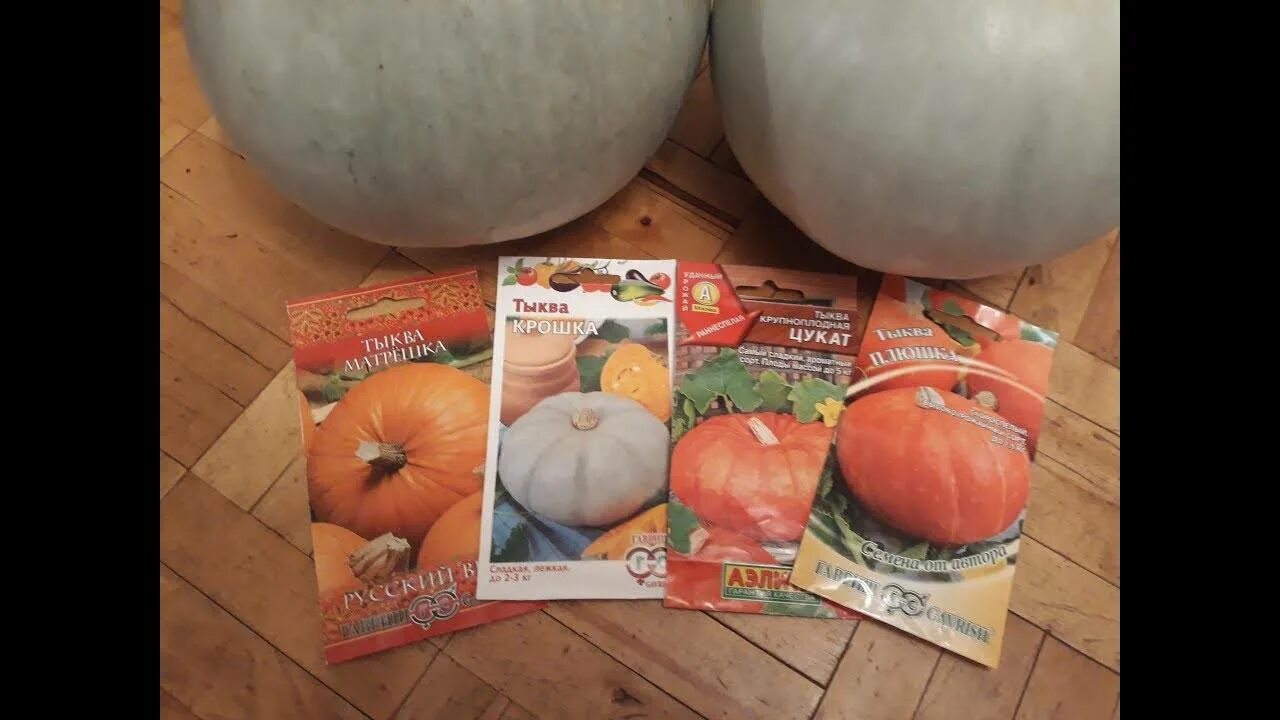 Седек тыква сахарная малышка. Гавриш тыква зимняя сладкая. Тыква кроха семена. Раннеспелые сорта тыквы для открытого грунта. Тыква крупноплодная крошка.