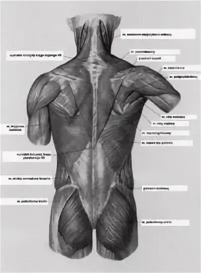 Мышцы спины анатомия вид спереди. Части поясницы