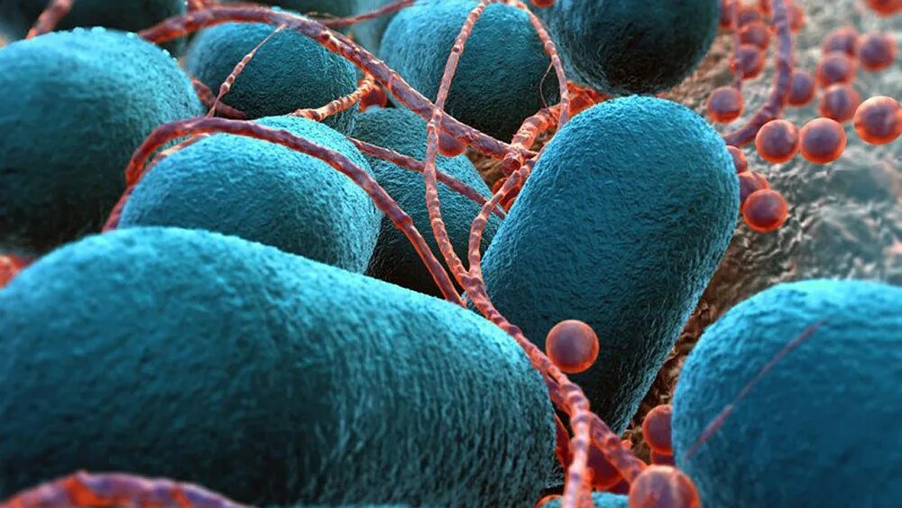 Вирус бактериофаг. Микробы и бактерии. Противохолерный бактериофаг. Бактерия ботулинум. И т д бактерии в.