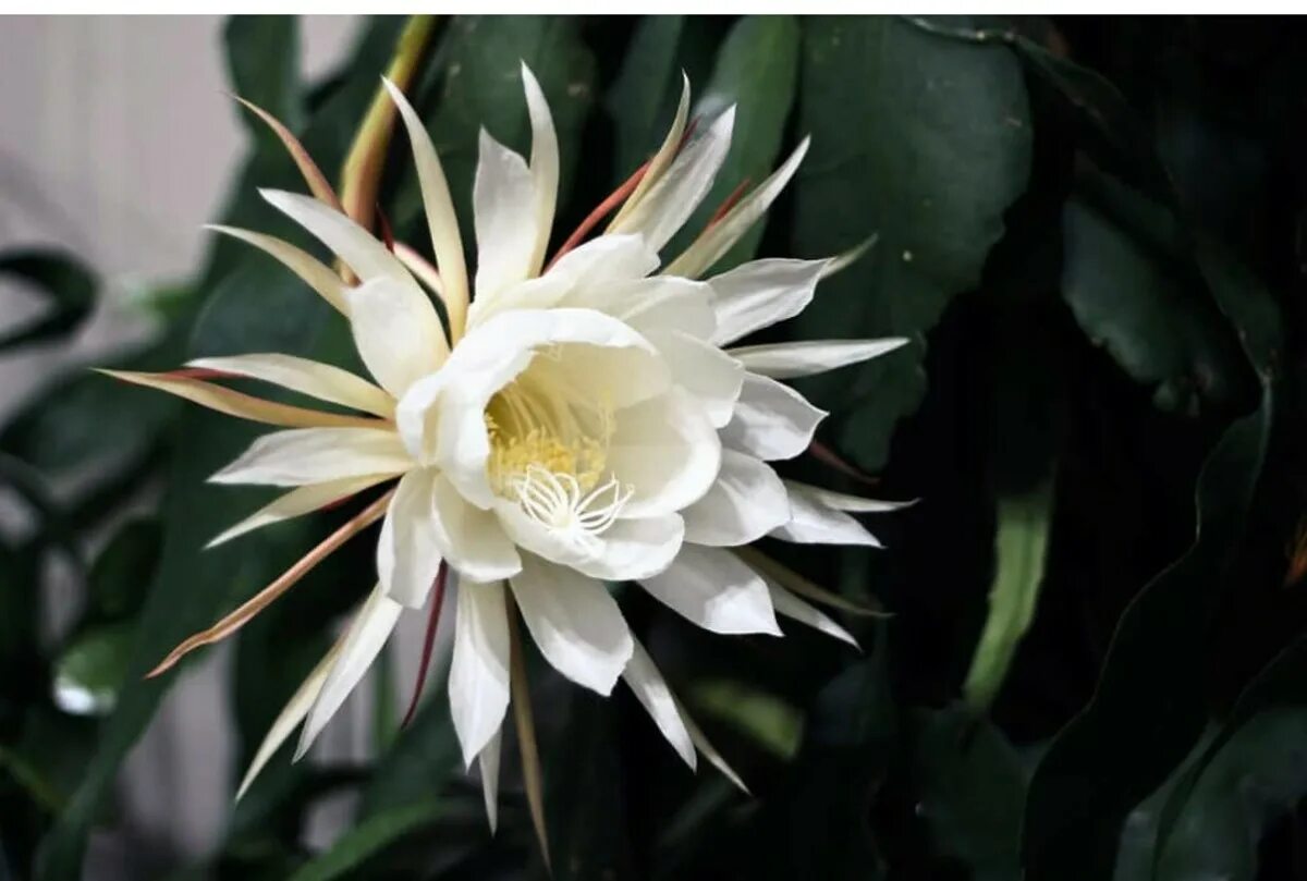 Кадупул (epiphyllum oxypetalum). Самые дорогие цветы. Цветок кадупул. Кадупул (epiphyllum oxypetalum). Кадупул королева ночи.