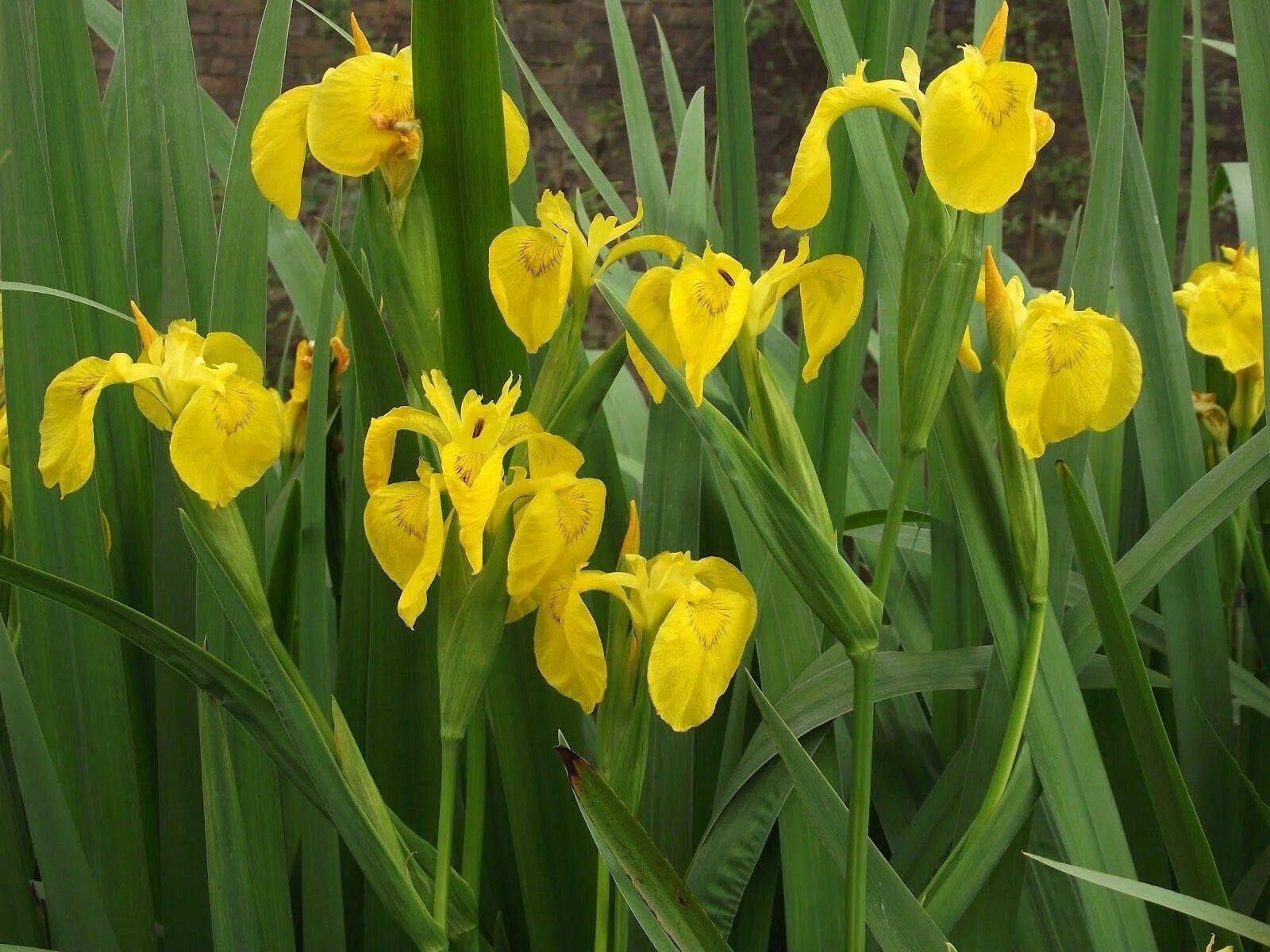 Ирис болотный фото. Ирис болотный (аировидный). Ирис болотный аировидный желтый. Ирис ложноаировый Iris pseudacorus. Ирис жёлтый – Iris pseudacorus.