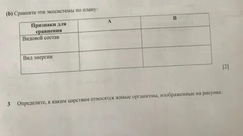 Соч по естествознанию 5 класс