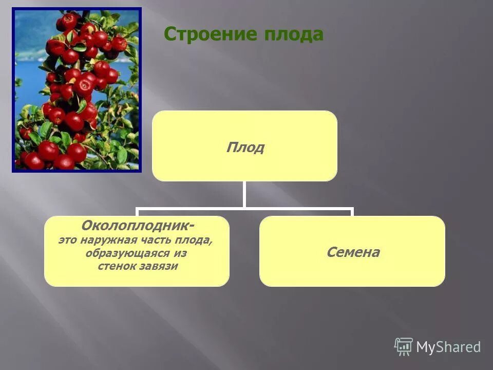 Орган который впоследствии образуется плоды с семенами