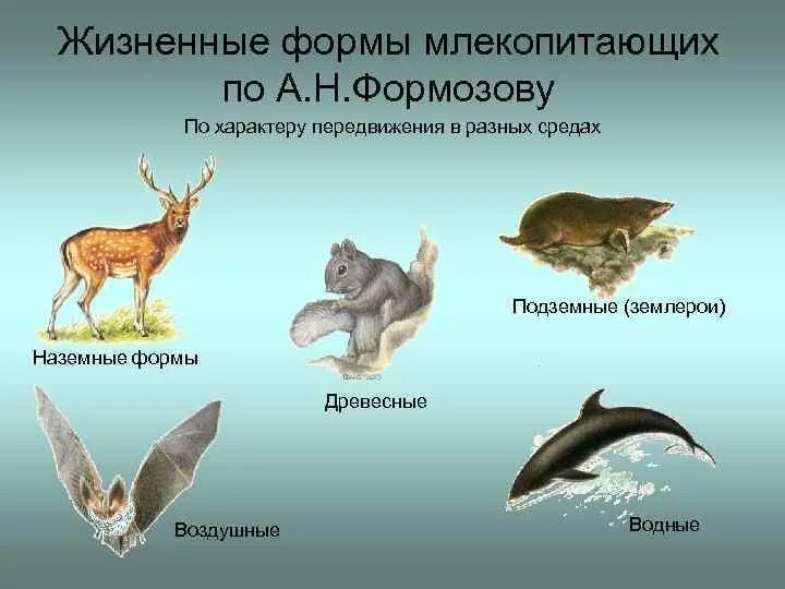 Водные млекопитающие примеры. Жизненные формы млекопитающих. Среда обитания млекопитающих. Экологические группы млекопитающих. Жизненные формы наземных животных.