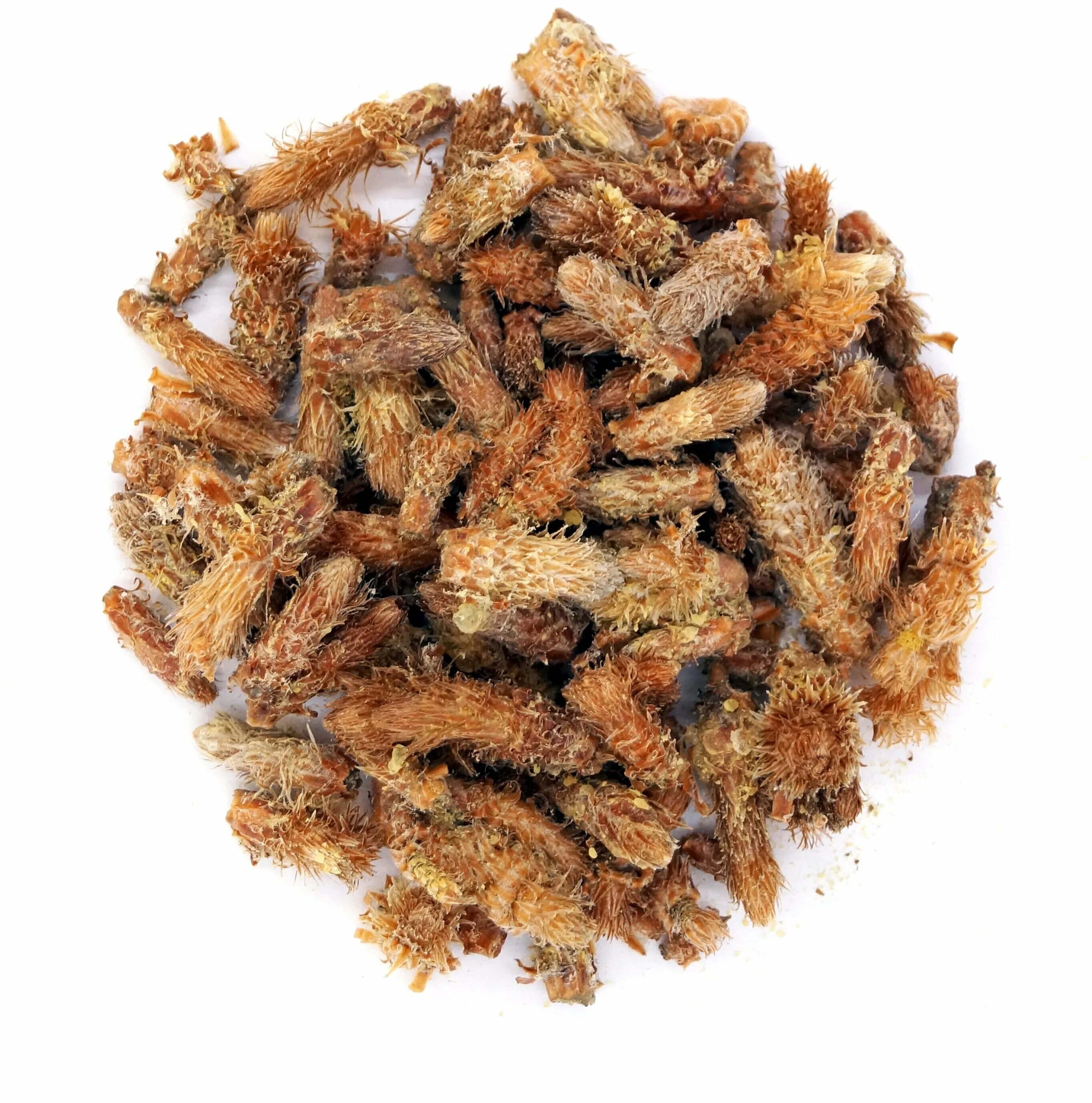 приготовить сосновые почки. сосновые почки сушеные. приготовить сосновые почки. сосновые почки. почки сосны лечебные.