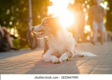 Sunny dog. Австралийский терьер шоколадный. Лабрадор ретривер бигль. Dog run. Dog run.