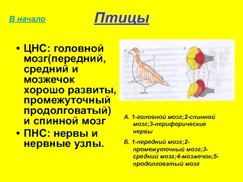 Нервная система птиц мозжечок. Строение нервной системы голубя. Нервная система птицы головной мозг. Нервная система птиц строение головного мозга. Продолговатый мозг у птиц