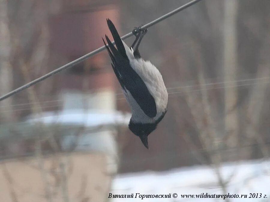 Летучая мышь в городе. Мякотка кота. Мышь крутая живая. Я летучая мышь. Я тьма я смерть.