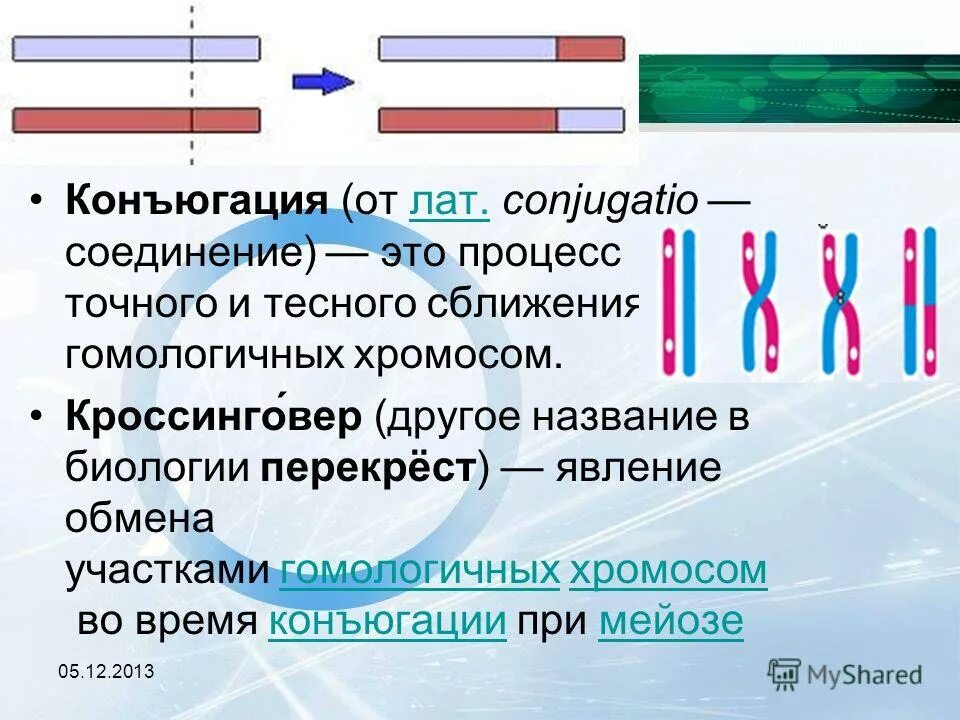 3 конъюгация хромосом происходит в мейоза