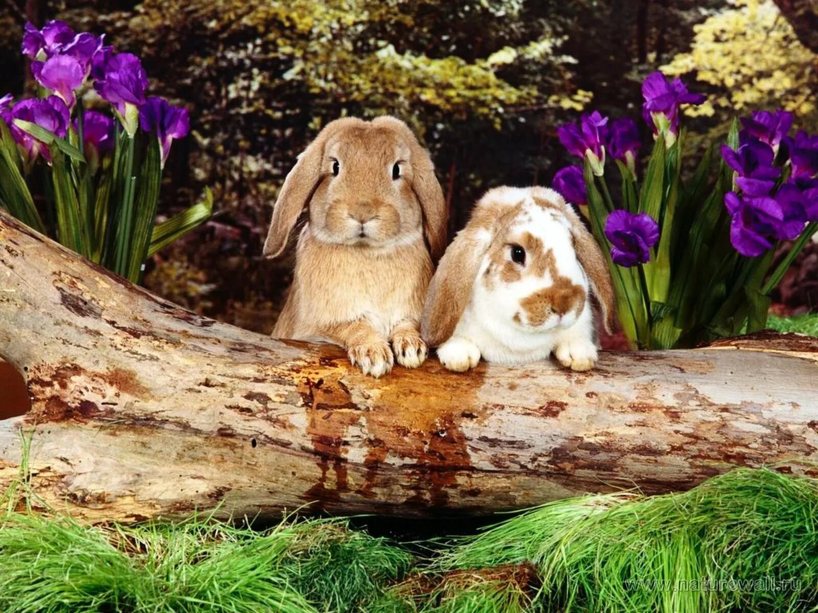 Кролик живой уголок. Животные весной. Милые домашние животные. Зайчики. Природа с животными.