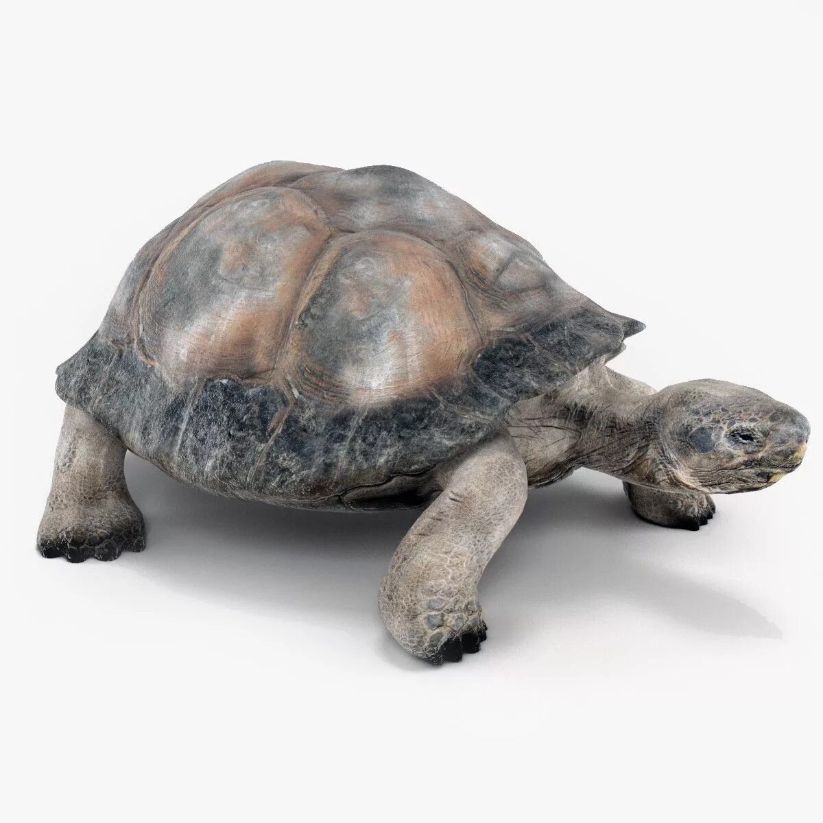 Черепаха 3д. Игрушка Tortoise 3d черепаха. Черепаха на белом фоне. Черепаха модель. Черепашки 3д.